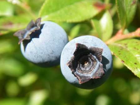 blueberries blueberry
